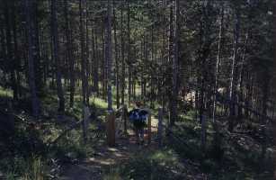 Anita entrando en un bosque con puerta de entrada.