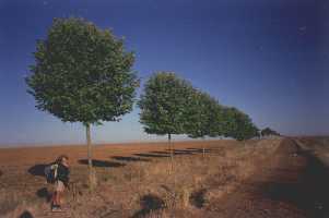 Un �rbol cada nueve metros