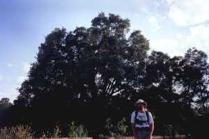 Jos� Luis en el Roble del Peregrino cerca de Rabanal...
